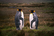 Picture 'Ant1_1_00948 Aptenodytes Patagonicus, King Penguin, Penguin, Antarctica and sub-Antarctic islands, South Georgia, Jason Harbour'